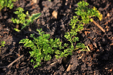 Fresh parsley growing in garden.