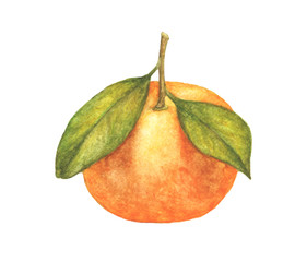 Orange fruit with leaves isolated on white background, watercolor illustration of fruit.