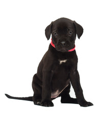 little puppy of a cane corso breed on a white background