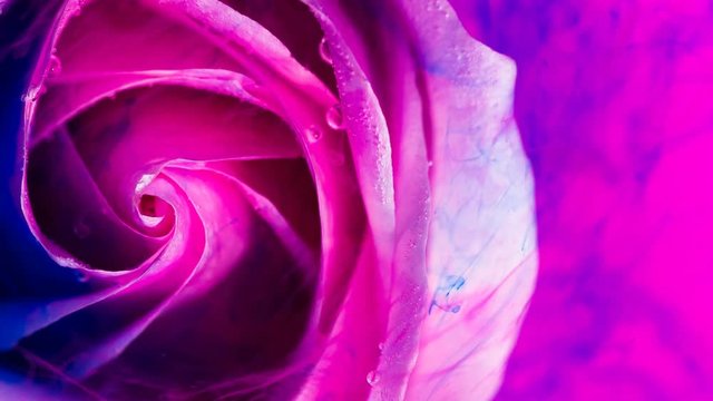 Top view of a beautiful rose in spreading paint. Close-up