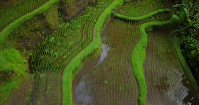 Hillside with rice farming. World's most beautiful landscapes in nature. Typical Asian green cascade rice field terraces paddies. Ubud. Bali. Indonesia. Same as Guillin. China. Drone aerial view.