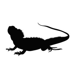 black silhouette of iguana