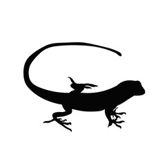 vector, isolated black silhouette of iguana