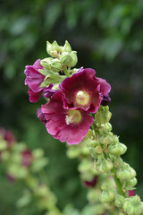 Common hollyhock