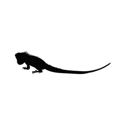 isolated black silhouette of iguana