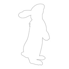  isolated contour bunny