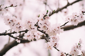Blossoming of the apricot tree in spring time with white beautiful flowers. Macro image with copy space. Natural seasonal background.