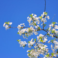 Spring Cherry blossoms
