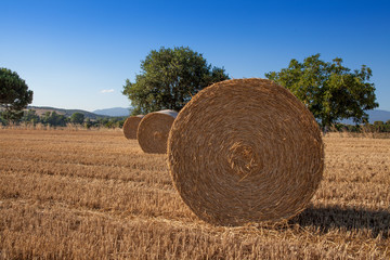 Bobinas de paja reci&eacute;n cortada