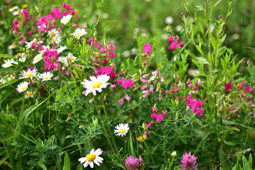 buds of bright pink field flower Peas and white daisies on soft blurred background
