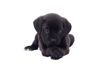 little puppy of a cane corso breed on a white background