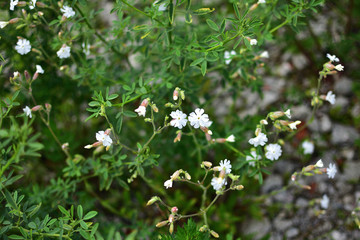 the buds of the bright white field flower Siléne vulgáris on a soft blurred background
