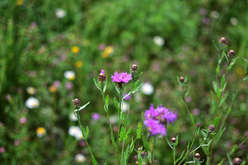 buds of purple field flower Serratula on soft blurred background