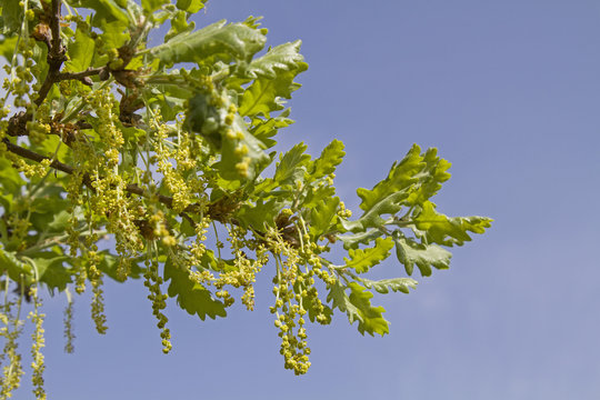 Steineichendetail vor blauem Himmel
