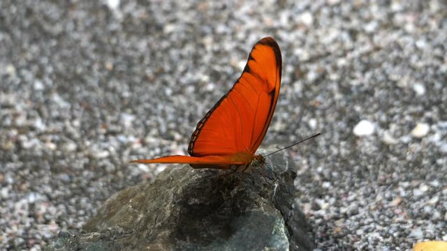 Orange tropical butterfly flapping its wings slow motion.  Tropical butterfly flapping its spectacular wings in slow motion in the Caribbean Sea. Exuberant tropical animal species.