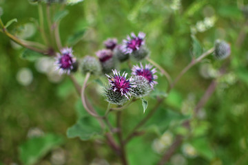 purple field flower Thistle Cárduus on soft blurred background