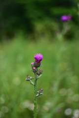 purple thistle flowers Cárduus on soft blurred background