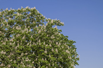 Fototapeta na wymiar Kastanienblüte im Frühling vor blauem Himmel