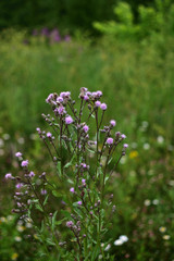 purple flowers field Serratula on soft blurred background