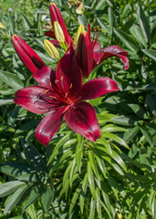 Burgundy lily among green foliage