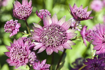 Astrantia major 'Gill Richardson' an herbaceous perennial springtime summer flower plant commonly known as great masterwort
