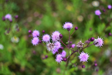 purple flowers field Serratula on soft blurred background