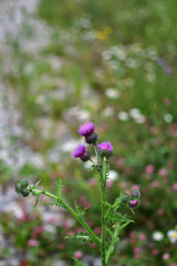 Fototapeta premium purple thistle flowers Cárduus on soft blurred background