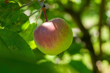 Zielone jabłko na gałęzi