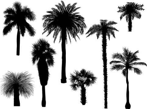 eight palm trees with shadows on white