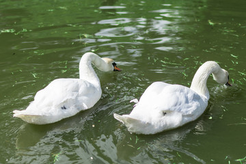 Obraz premium White swans eat grass in the water.