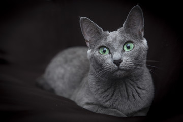 Portrait of a Russian blue cat puppy on a dark background