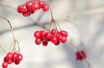 Viburnum berries outdoor. Branch of viburnum