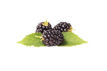 Blackberries isolated on white studio background. Blackberry fruit. Berries isolated.
