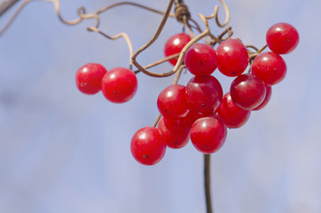 Viburnum berries outdoor. Branch of viburnum