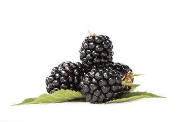 Blackberries isolated on white studio background. Blackberry fruit. Berries isolated.
