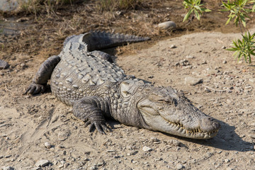 Fototapeta premium Marsh Crocodile in Jakigur, Sistan and Baluchistan, Iran
