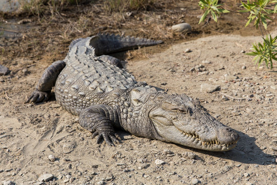 Marsh Crocodile in Jakigur, Sistan and Baluchistan, Iran