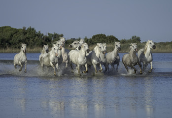 Herd of White Horses Running Through the Water in Camargue, France