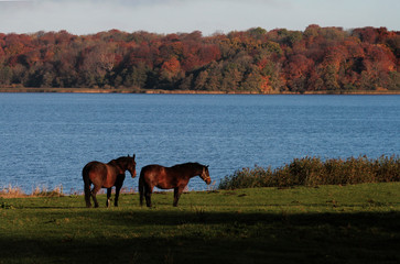 Autumn landscape with horses