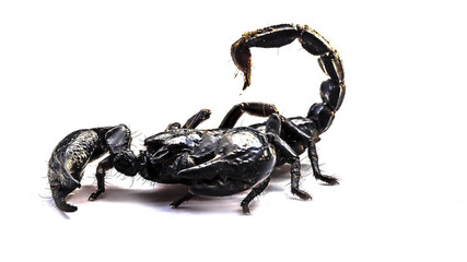 Scorpion on white background, Poisonous animals