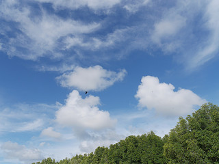 Mangrove forests and many trees