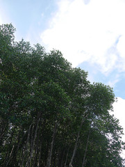 Obraz premium Mangrove forest 