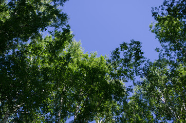 Birch grove, blue sky.