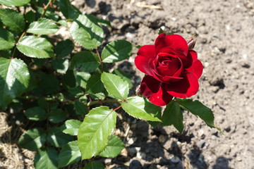 Single red flower of rose in May