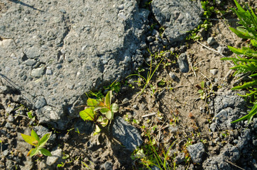 Photophone. Rocky road with grass. Texture.