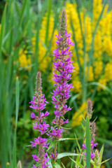 blooming Sally flower in the garden