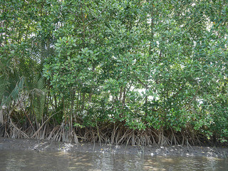 Mangrove River 