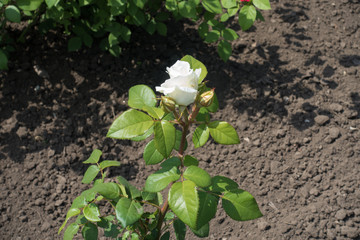Half opened white flower of garden rose