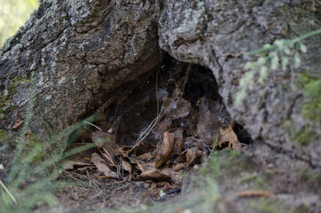 The hollow in the tree serves as a nest for birds and a shelter for animals.