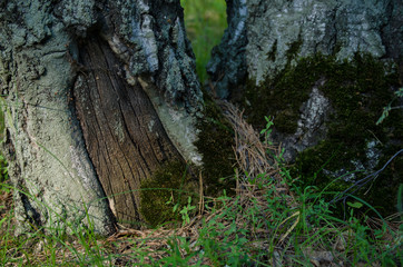 Magical forest. The door in the tree. Wonder of nature. The moss on the tree.